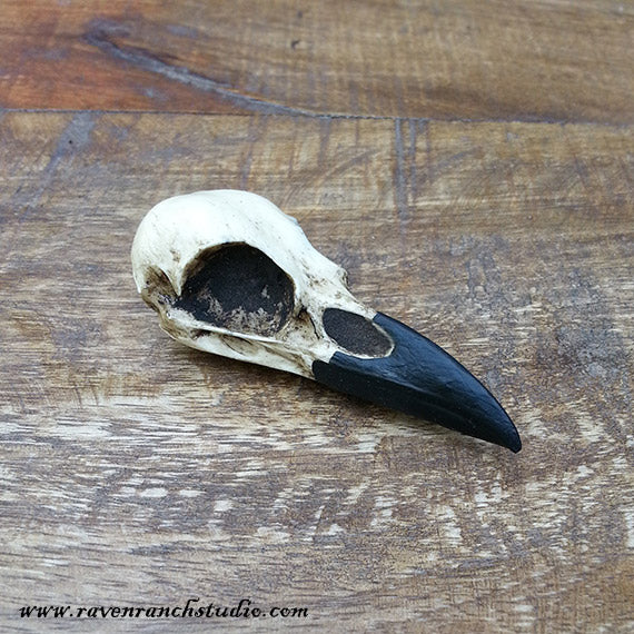 resin raven skull curio cabinet display decor for curiosities and oddities Halloween goth decor