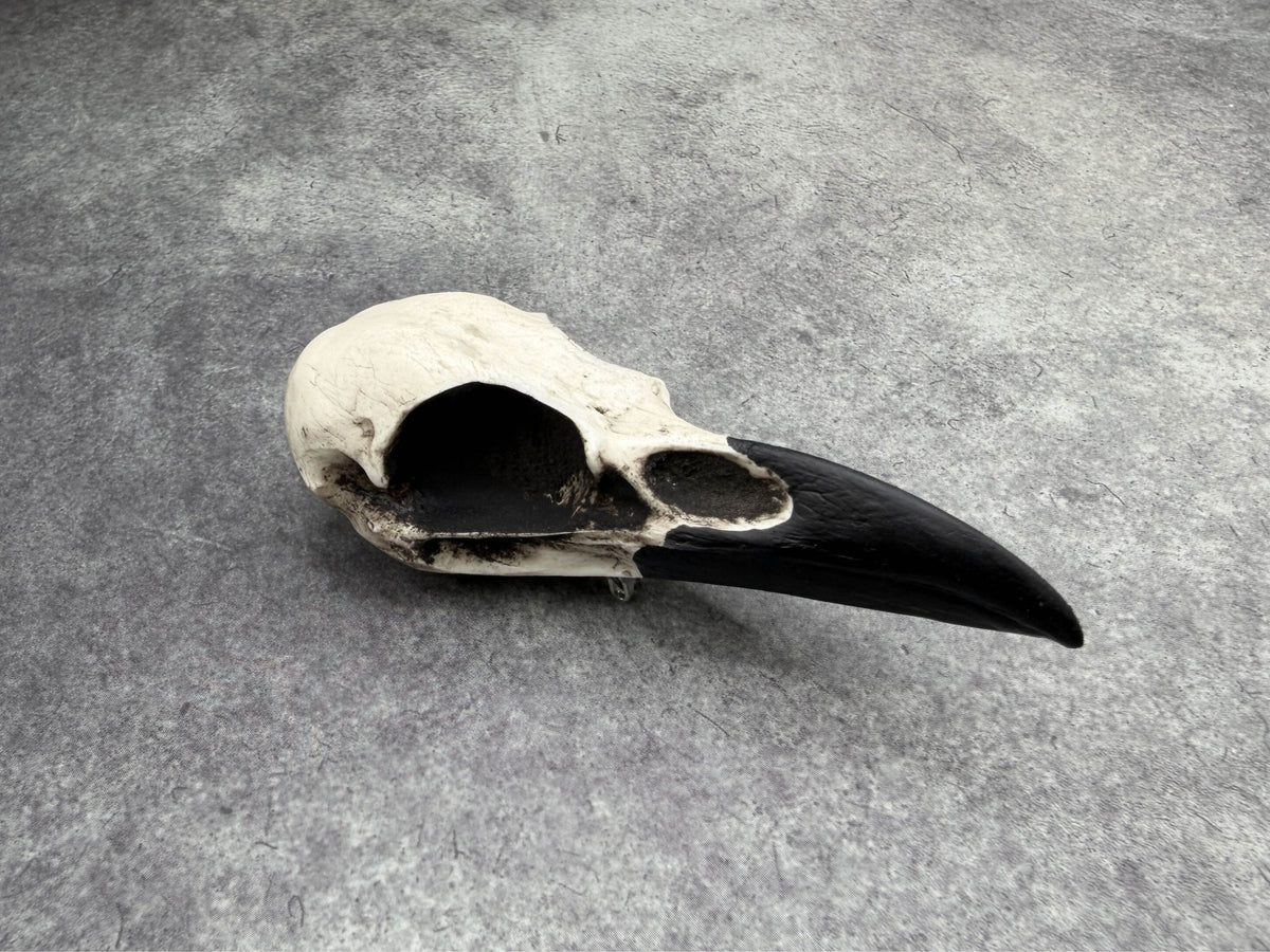 Resin Raven Skull Brooch Pin Bird Skull Hat pin goth fantasy jewelry