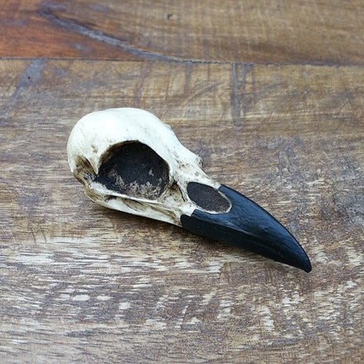 Curio cabinet resin animal bird skull gothic Oddities and Curiosities decor raven display skull for Halloween.