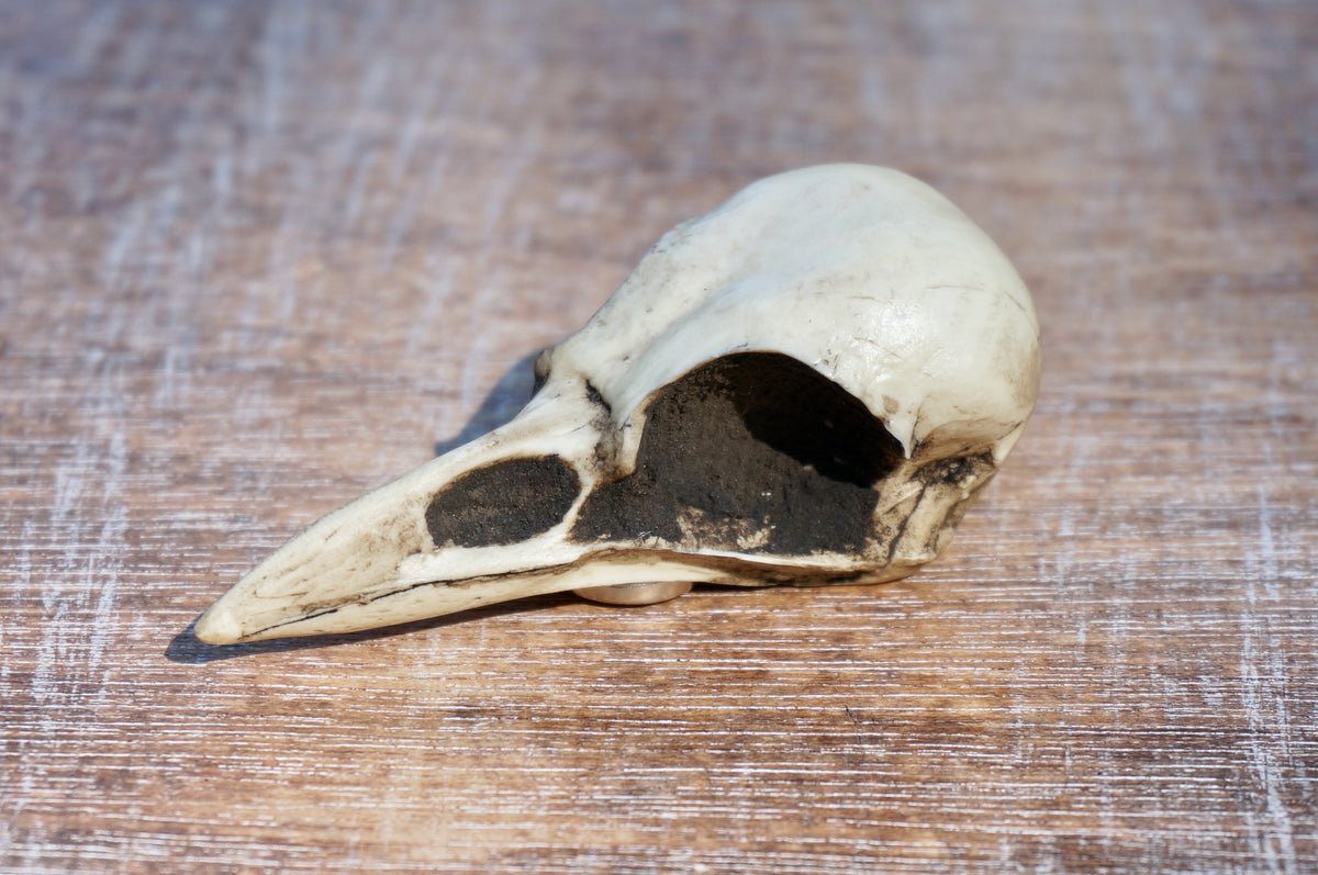 Top view of Crow Skull Magnet Bone Resin Replica Art Magnet 2.5" Magpie Skull Gothic Refrigerator Magnet Oddities Bones.
