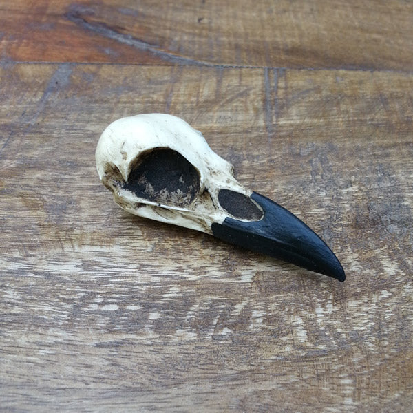 Side view of resin raven skull brooch lapel pin and bird skull hat pin for gothic weddings or ren faire costumes.