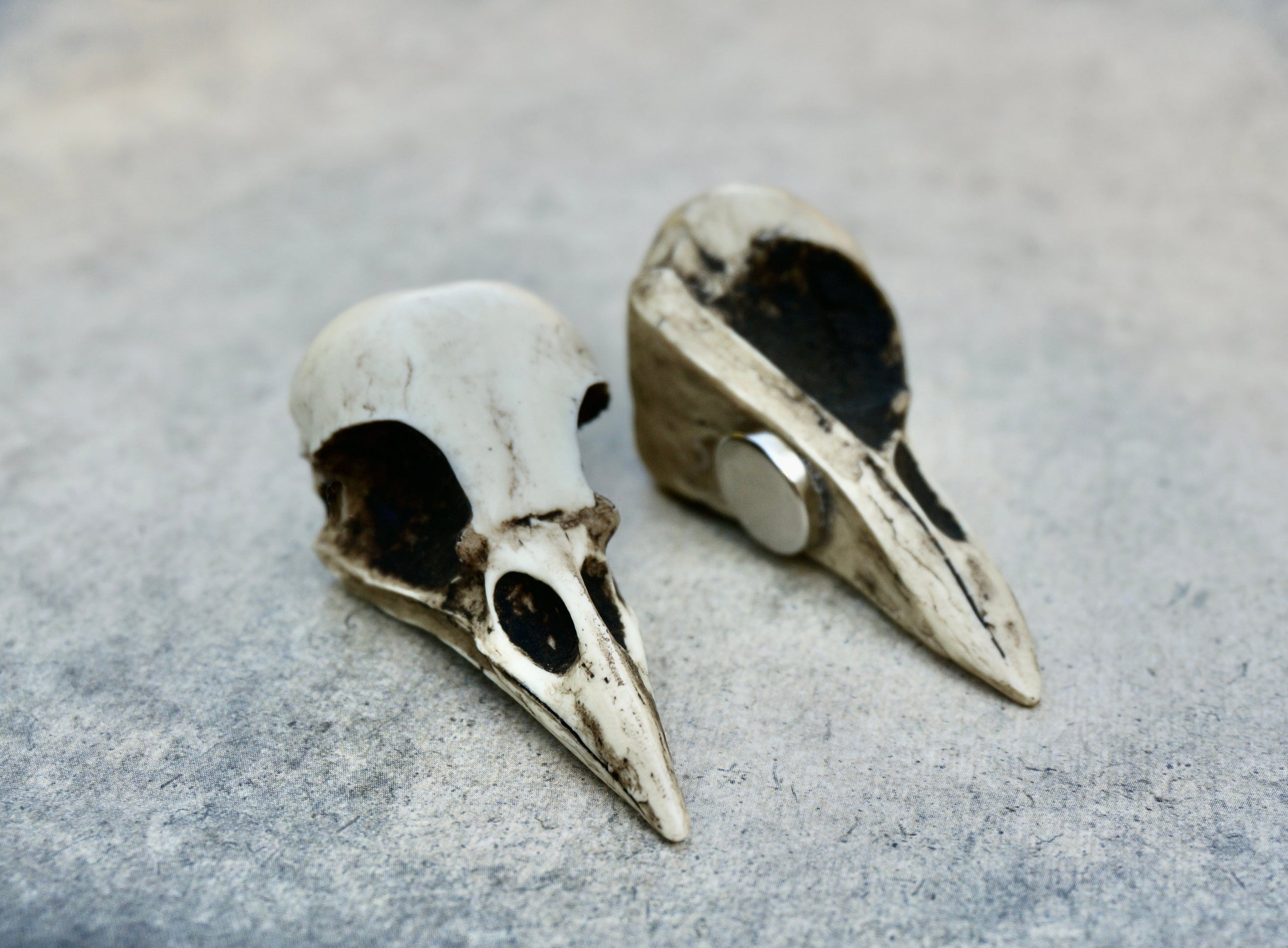 crow skull creepy refrigerator magnet bird skull gothic gift Halloween fridge magnets