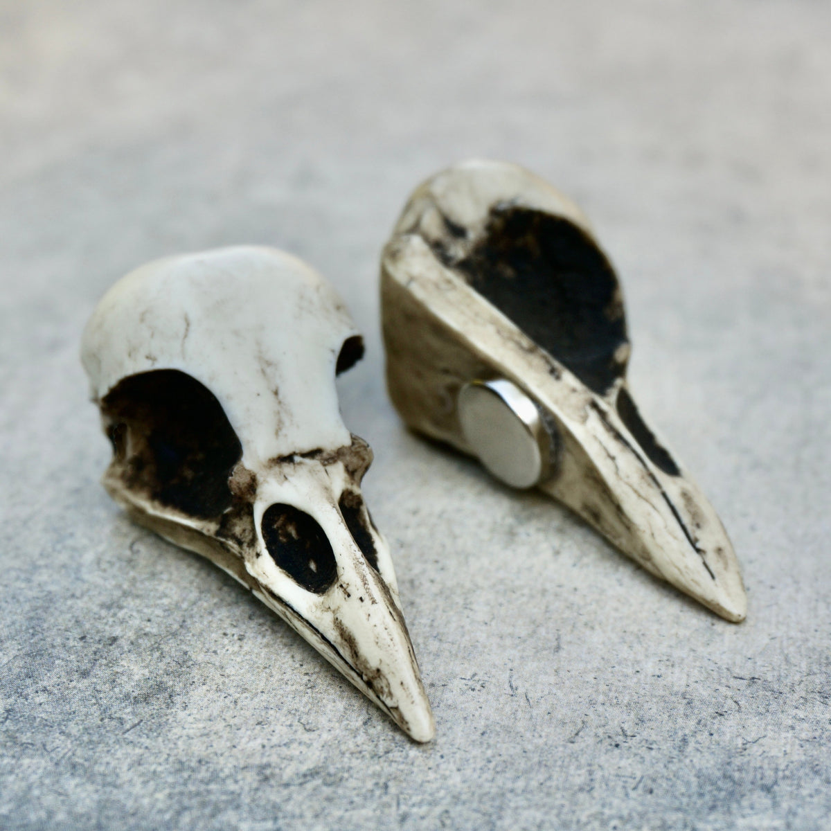 Crow Skull Magnet Bone Resin Replica Art Magnet 2.5" Magpie Skull Gothic Refrigerator Magnet Oddities and Curiosities Bones.