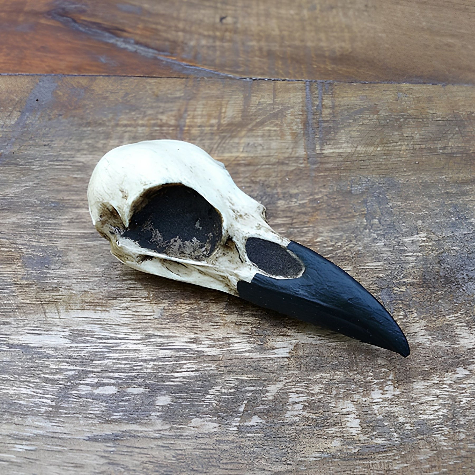 Curio cabinet resin animal bird skull gothic Oddities and Curiosities decor raven display skull for Halloween.