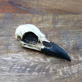 Curio cabinet resin animal bird skull gothic Oddities and Curiosities decor raven display skull for Halloween.