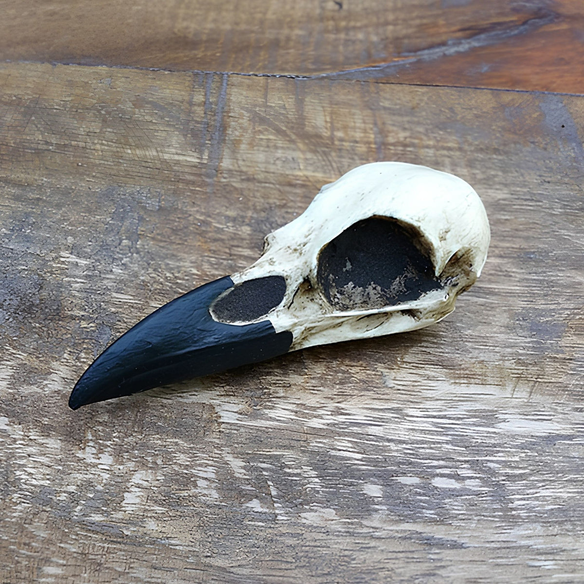 Oddities and curiosities Raven Bird skull display decor resin cast real bone replica.