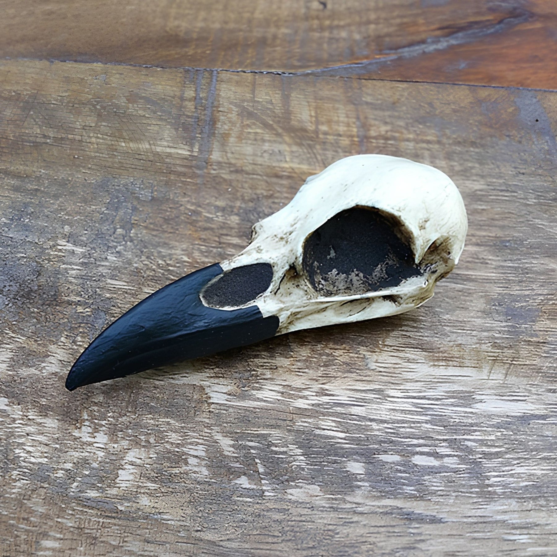 Oddities and curiosities Raven Bird skull display decor resin cast real bone replica.