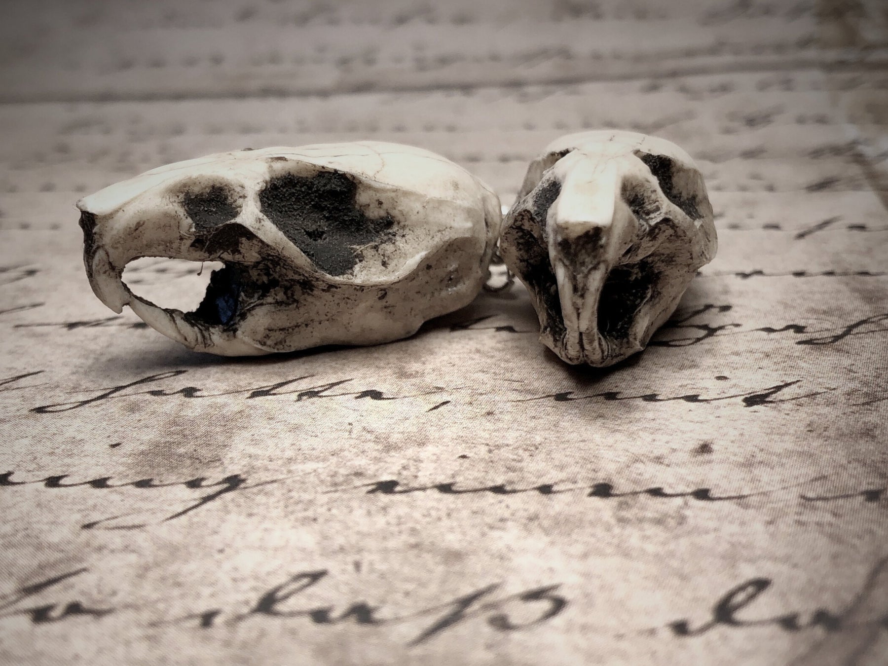 resin rat skull dangle earrings for goths that love bone jewelry, creepy accessories, witchy style and Halloween jewelry.