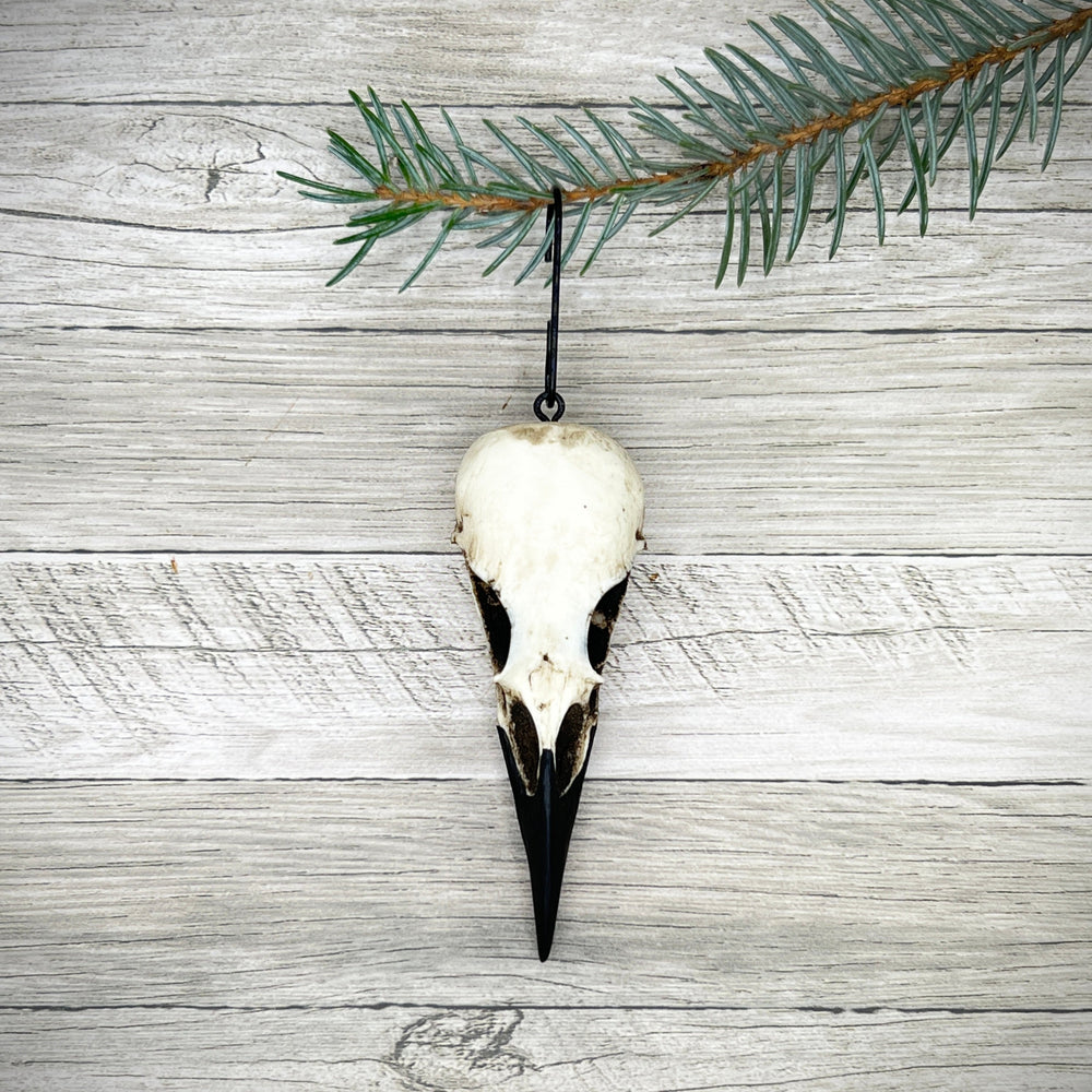 Gothic Raven Skull Ornament, Goth Christmas Bird | Raven Ranch Studio