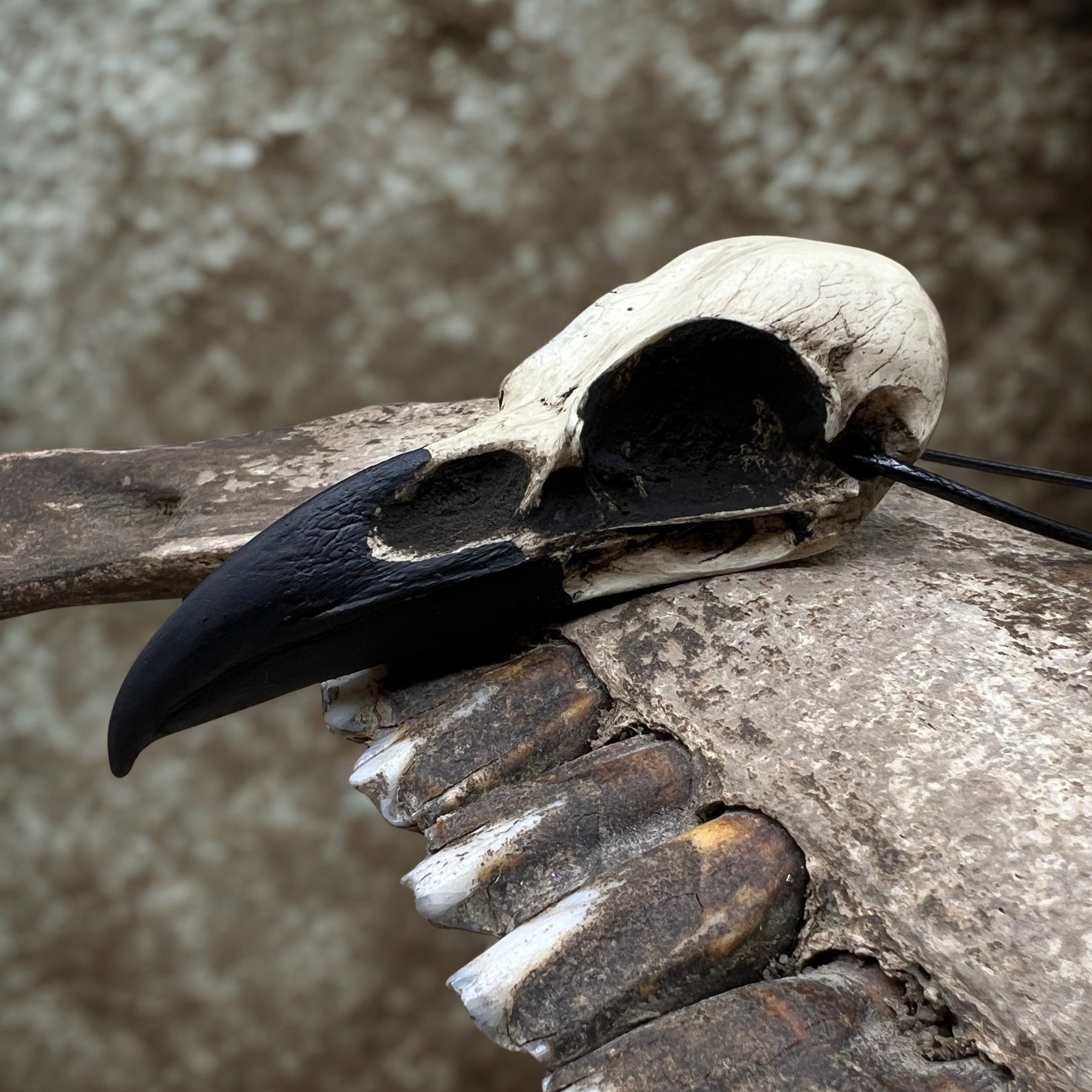 A life size resin raven skull necklace handmade by a skull jewelry artist. The style of the necklace is alternative and witchy for gothic fashion or Halloween. The bone jewelry pendant is brown with a black beak and looks like a real animal skull.