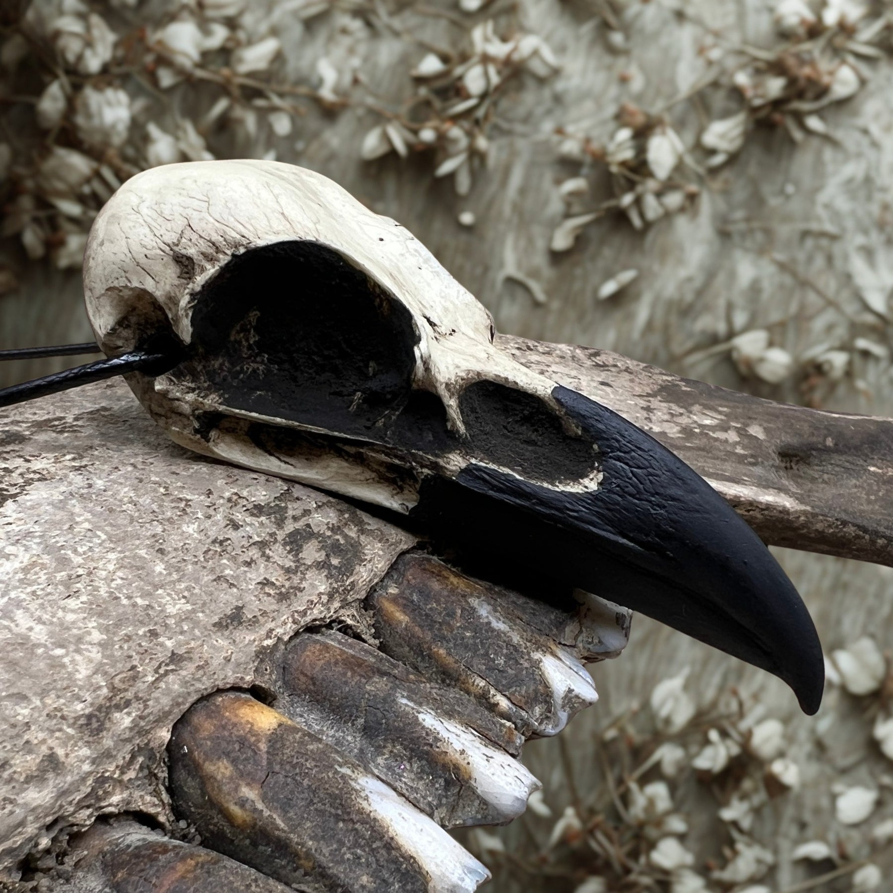A life size resin raven skull necklace handmade by a skull jewelry artist. The style of the necklace is alternative and witchy for gothic fashion or Halloween. The bone jewelry pendant is brown with a black beak and looks like a real animal skull.