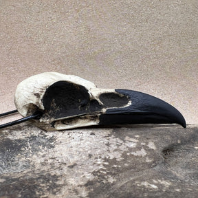 A full-size large resin raven skull necklace handmade by a skull jewelry artist. The style of the necklace is alternative and witchy for gothic fashion or Halloween. The bone jewelry pendant is brown with a black beak and looks like a real animal skull.