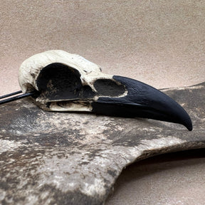 A life size large resin raven skull necklace handmade by a skull jewelry artist. The style of the necklace is alternative and witchy for gothic fashion or Halloween. The bone jewelry pendant is facing to the right and is brown with a black beak and looks like a real animal skull.
