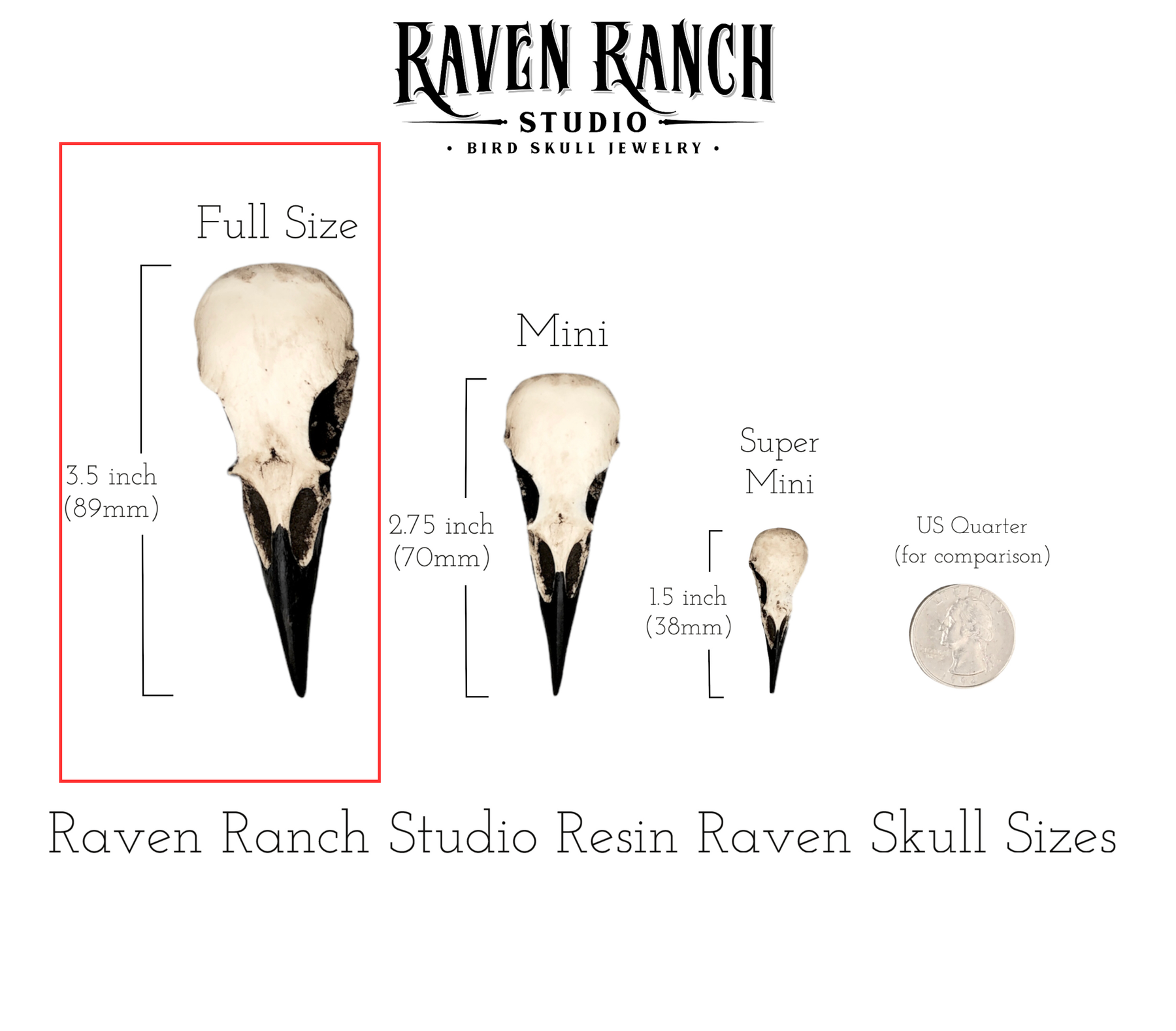 A size comparison chart for a life size resin raven skull necklace handmade by a skull jewelry artist. The style of the necklace is alternative and witchy for gothic fashion or Halloween. The bone jewelry pendant is brown with a black beak and looks like a real animal skull.
