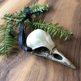 One Crow Christmas Tree Ornament, Faux Crow Bone Clone Crow Skull Gothic Home Decor, with black gothic ribbon