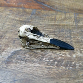 resin raven skull brooch lapel pin and bird skull hat pin for gothic weddings or ren faire costumes.