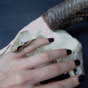 Gothic style resin raven skull ring on hand with black nails over an animal skull with horns.